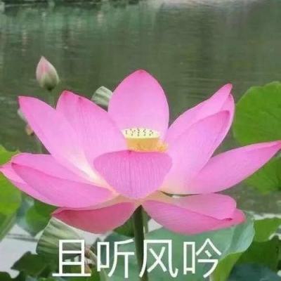上海网友集中晒“蘑菇”
